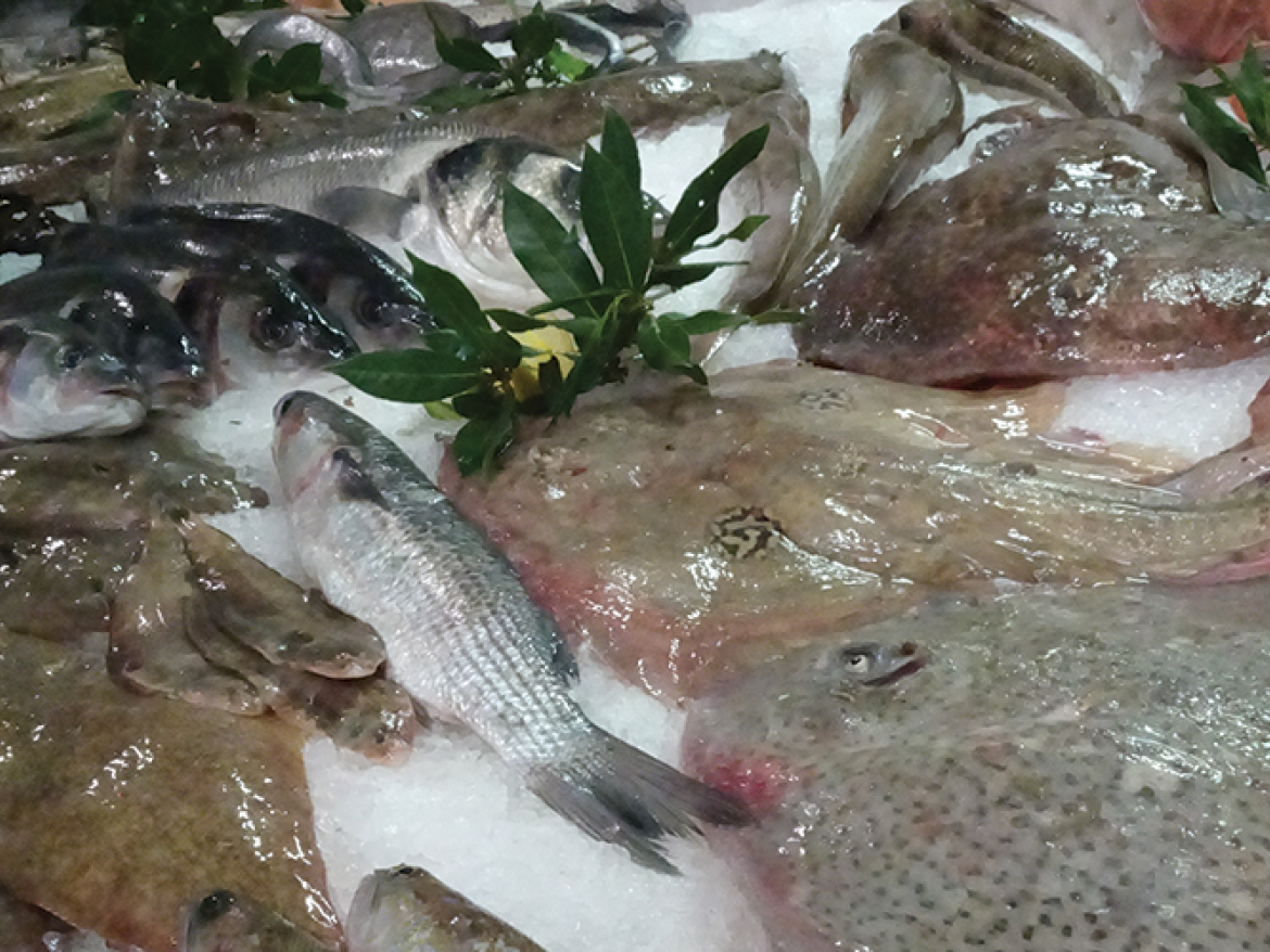 Route Pêche poisson